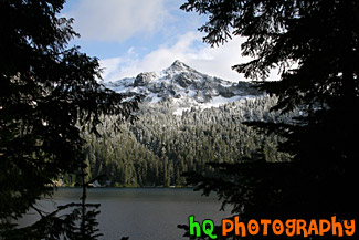 Snowy Mountains Through Tree Silhouettes