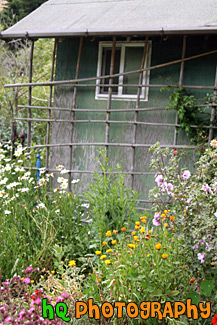 Old Shed and Flowers