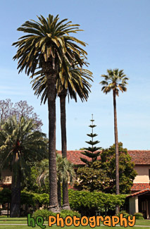 Santa Clara Palm Trees at Mission Gardens