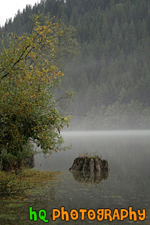 Stump Reflection