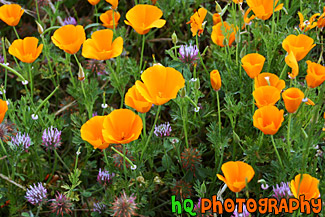 Bright Orange Poppy Flowers