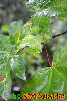 Green Leaves Up Close