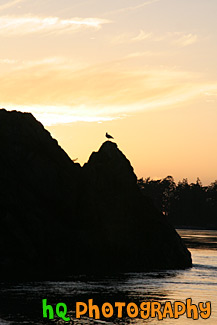 Bird & Rock Silhouette Sunset