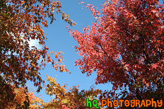 Red & Orange Colored Leaves on Trees