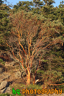 Tree on side of Cliff