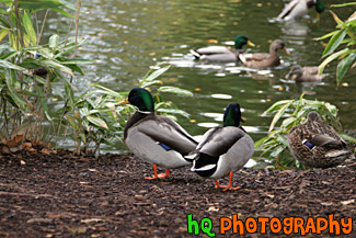 Ducks by a Pond