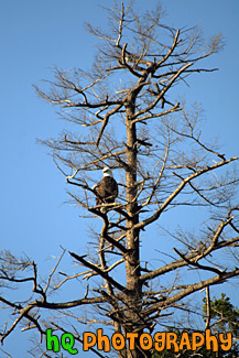 Bald Eagle on Tree Branch