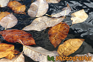 Leaves in Water