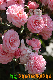 Pink Flowers