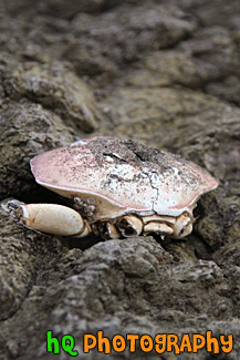 Sea Life on Rocks