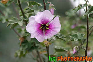 Purple Flower with Dark Purple Center