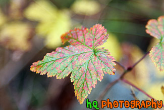 Green, Red, & Orange Leaf