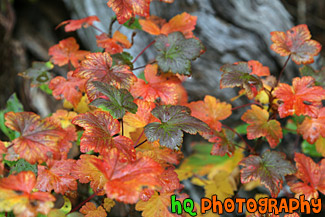 Red, Orange & Green Leaves