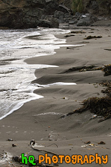 Beach Sand, Seaweed, & Water