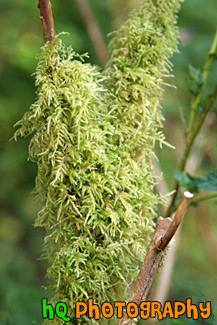 Green Moss on Branch