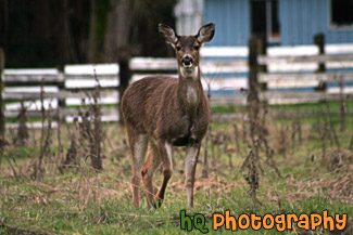 Deer Looking at the Camera