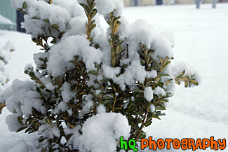 Snow on Green Bush