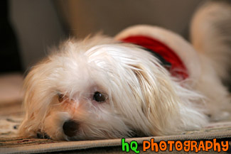 Maltese Puppy Laying on Carpet