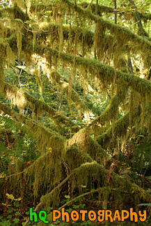 Tons of Moss on Trees