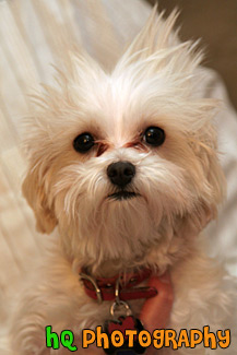 Maltese Puppy & Spiked Hair