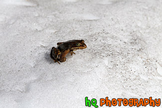 Brown Frog in Snow