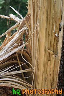 Tree Wood Splitting