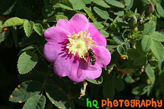 Bee Pollinating on Pink Flower