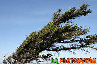 Wind Blown Tree