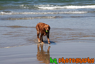 Golden Retriever in Ocean