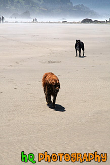 Dogs on Beach