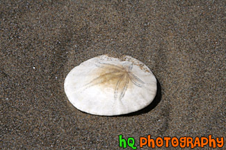 Sand Dollar in Sand