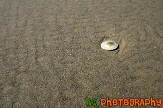 Sand Dollar on Beach