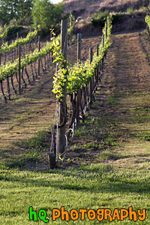 Rows of Wine Vines