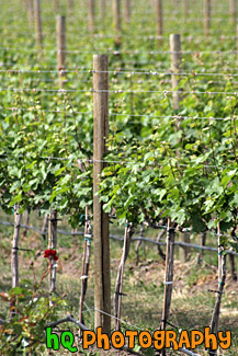 Winery Vines