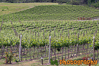 Vineyard Field