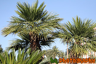 Palm Trees & Blue Sky Up Close