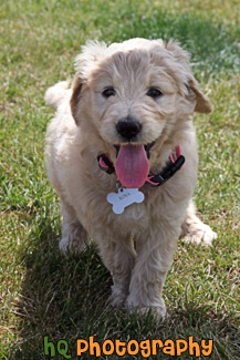 Goldendoodle Puppy Panting