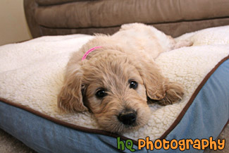 Goldendoodle Puppy on Bed