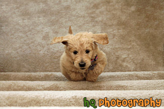 Puppy Running up Stairs