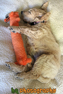 Goldendoodle Puppy Sleeping