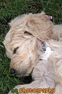 Puppy Sleeping