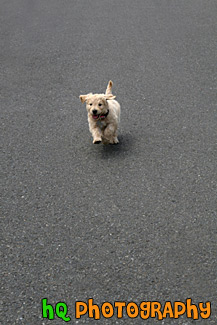 Goldendoodle Puppy Running on Payment