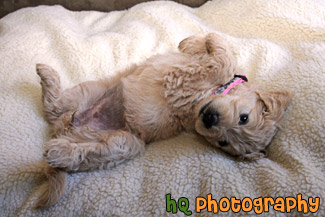 Goldendoodle Puppy Belly Up