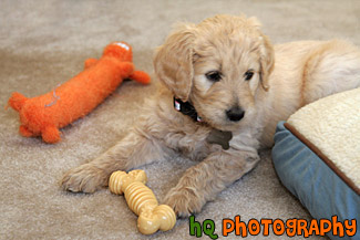 Goldendoodle Puppy with Toys