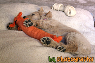 Goldendoodle Puppy Sleeping with Toy