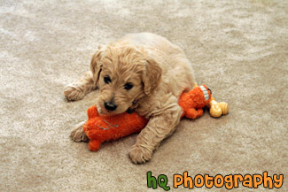 Cute Goldendoodle Puppy