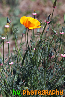 Orange Poppy Flower in Brush