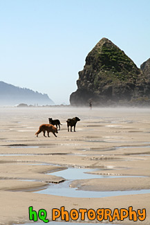 Dogs on Sand and Beach