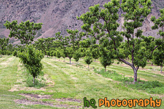 Rows of Apple Trees