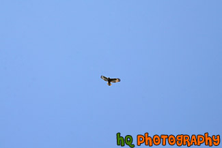 Bird Flying in Blue Sky